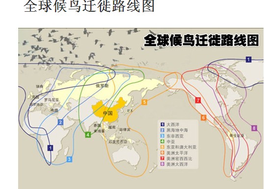 目前全球共有8條候鳥遷徙路線